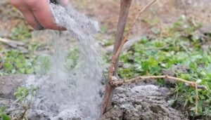 зола помогает бороться с болезнями и вредителями
