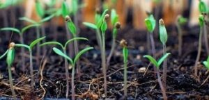 Что такое микроудобрения и как они необходимы для роста растений