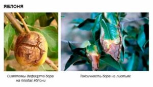 Как использовать бор 