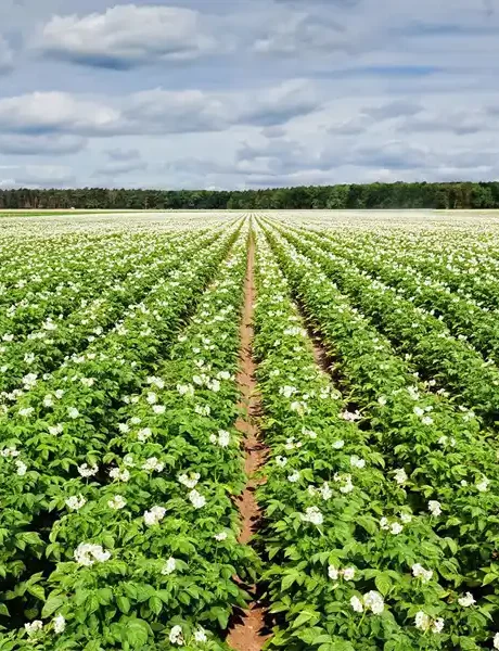 Листовое удобрение - Борный