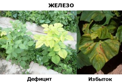 Роль железа в улучшении цвета листьев и качества плодов