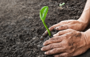 Как фосфоробактерии помогают улучшить структуру почвы Как фосфоробактерии помогают улучшить структуру почвы