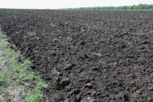Как использовать мочевину (CO(NH₂)₂) осенью — плюсы и минусы