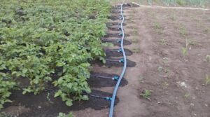 Как использовать смеси в капельном поливе