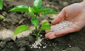 Микроудобрения и их роль в органическом земледелии